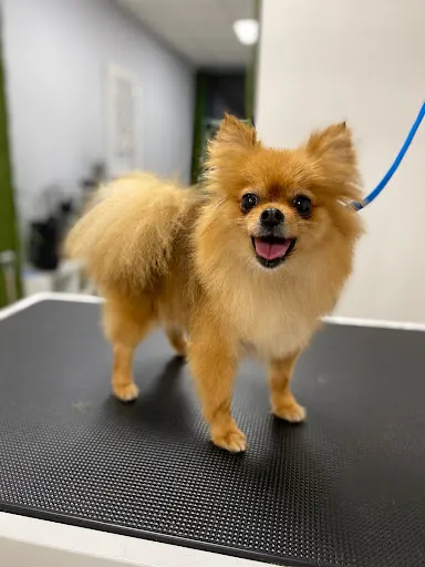 Salon pielęgnacji zwierząt Karolina Radwańska